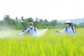 Banyuwangi Dapat Gelontoran 197 Ton Benih Padi dari Kementan