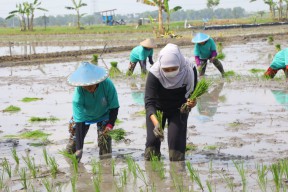 Gubernur Khofifah Tanam Padi Inpari 32 di Ngawi, Produktifitas Saat Panen Bisa Capai 9 Ton