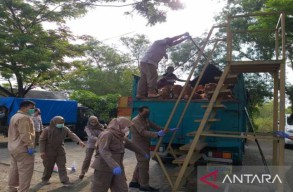 Bangkalan Halau Kiriman Sapi dari Pulau Jawa