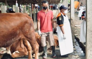 Sapi Yang Terindikasi PMK di Kabupaten Malang, 20 Persennya Mulai Sembuh