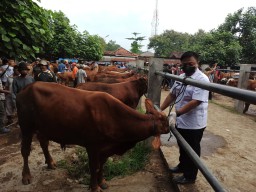 Antisipasi Penularan PMK di Ponorogo, Petugas Lakukan Pemeriksaan ke Pasar Hewan