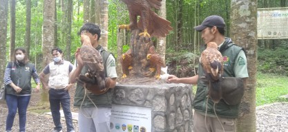 Menengok Pusat Pendidikan Konservasi Elang Jawa di Desa Cikahuripan, Sukabumi 