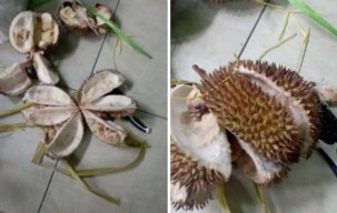 Hati-hati Beli Durian di Pasar Cheng Ho Pandaan, Pembeli Ini Tertipu Durian Isi Angin