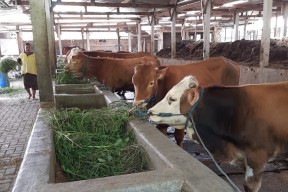 24 Sapi di Magetan Terjangkit PMK, Penularan dari Luar