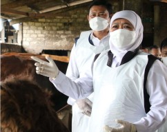 Waspadai Lonjakan Angka Penularan PMK, Pasar Hewan di Lamongan Ditutup Sementara