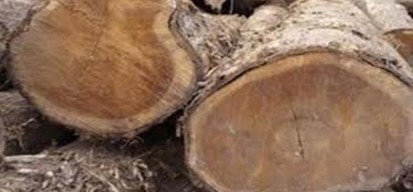 Pencurian 33 Gelondong Kayu Digagalkan Petugas Taman Nasional Baluran Situbondo