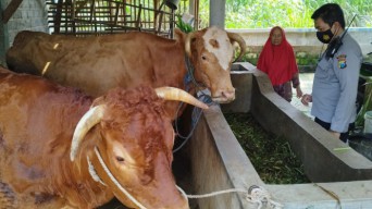 Peternak Sapi Perah Batu Diminta Waspada Potensi Ancaman Terjangkit Wabah Kuku Mulut