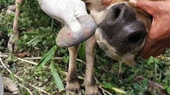 Ribuan Ternak Sapi di Kecamatan Dawarblandong Mojokerto Terancam Wabah Kuku Mulut