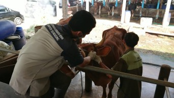 Masuk Kategori Suspek PMK, Puluhan Sapi di Tulungagung Jalani Pengobatan