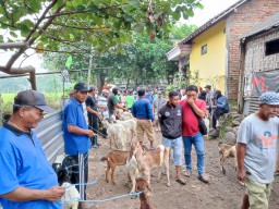 Pasar Hewan di Ponorogo Tutup, Namun Pedagang Kambing Pilih Tetap Berjualan