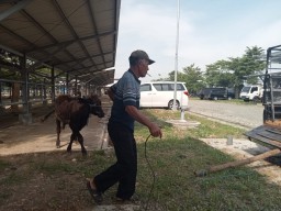 Dibuka Kembali, Pasar Hewan Tulungagung Sepi