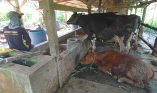 PMK Merebak di Pasuruan, Produksi Susu Sapi Perah Anjlok