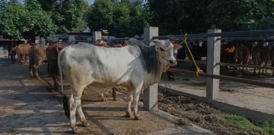 Jelang Idul Adha, Pedagang Sapi di Ponorogo Mengeluh