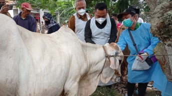 Sapi Sasaran Vaksinasi Tak Boleh Dipotong, di Gresik Ada 4.474 Ekor yang Terjangkit PMK