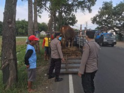 Polisi dan Petugas Kesehatan Hewan Screening Sapi Masuk ke Tulungagung