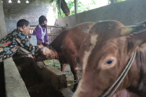 Antisipasi PMK, Ribuan Sapi di Sidoarjo Mulai Divaksin