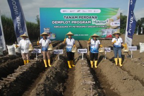 Program Makmur Kolaborasi PT Petrokimia Gresik dan PTPN X Tingkatkan Produktivitas Tebu