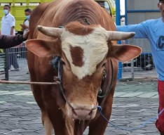 Gubernur Khofifah Kurban 1 Ton Sapi, Dipersembahkan Untuk 7 Gubernur Pendahulunya