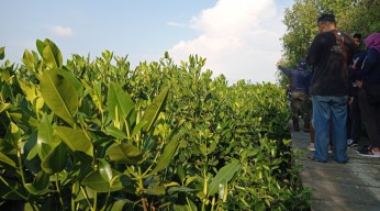 Pada Momen Hari Mangrove Sedunia, Mangrove yang Ditanam Smelting Makin Subur