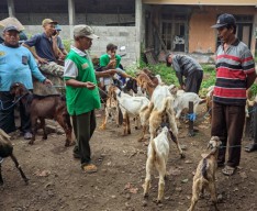Ribuan Sapi di Ponorogo Terserang PMK, Harga Kambing Melonjak
