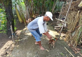 Unik, Ada Kambing Berkaki 3 di Ponorogo
