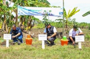 Lestarikan Lingkungan, BRI dan Pemkab Lamongan Tanam 7.910 Pohon Produktif