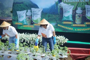 Petrokimia Gresik Kenalkan Pupuk Subtitusi ZA, SP-36 dan Petroganik, Apa Saja?