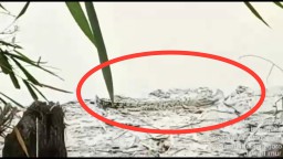 Warga Bojonegoro Geger Ada Buaya Muncul di Bengawan Solo