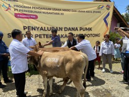 Mitra PTPN XII Dapat Bantuan Modal 363 Ekor Sapi