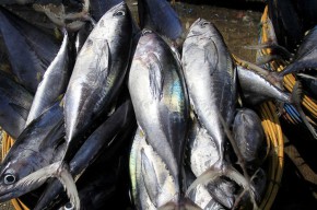 5 Daerah Penghasil Ikan Tongkol Terbesar di Jawa Timur, Ada yang Mencapai 10.933 ton