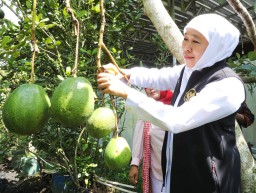 Menilik Kebun Buah Organik Mitra Tani Unggul Jember, Ramah Lingkungan dan Berorientasi Ekspor