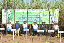 Hasil Panen Petani Tebu di Mojokerto Naik Signifikan, Ternyata Ini Pemicunya