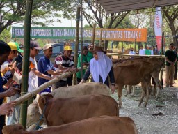 Peternak Sapi Bojonegoro Sambut Gembira Pameran Pedet, Jadi Ajang Promosi Ternak