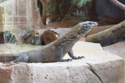 PT Smelting bersama TSI Segera Lepasliarkan 6 Ekor Komodo ke TN Wae Wull NTT