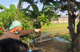 Pemuda 26 Tahun Warga Gedangan Sidoarjo Gantung Diri di Pohon Mangga