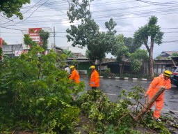 Hujan Angin di Tulungagung, Rumah Rusak dan Pohon Tumbang di Lima Kecamatan