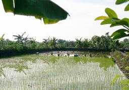 Jatah Pupuk Subsidi Untuk Kabupaten Gresik Pada 2024 Turun