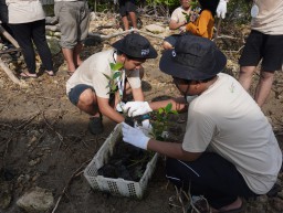 Kurangi Emisi Karbon, Petrokimia Tanam 10 Ribu Bibit Mangrove di Mengare Gresik