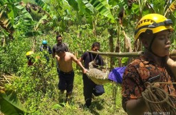 Buaya Sepanjang 2,5 Meter Akhirnya Ditangkap Oleh Damkar Bojonegoro