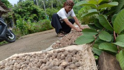 Menengok Buah Kemiri Wonosalam Jombang, Jadi Sumber Penghasilan Warga Lokal