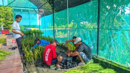 Menilik Greenhouse Mangrove Pangkahkulon Gresik yang Dikembangkan PT Smelting, Bisa hasilkan 60 Ribu Bibit Setahun