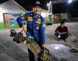 Ada Buaya di Salah Satu Ponpes di Gresik, Petugas Damkar Evakuasi