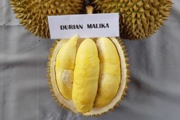 Manisnya Malika, Primadona Durian Lokal Semarang