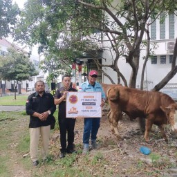 Smelting Salurkan Enam Sapi Kurban Untuk Masyarakat dalam Momen Idul Adha 1445 H