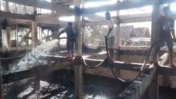 Kandang Ayam di Tuban Terbakar, 12 Ribu Ekor Ayam Terpanggang