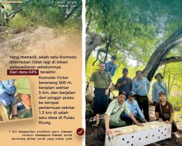 Begini Kondisi Enam Komodo yang Dilepasliarkan PT Smelting dan TSI