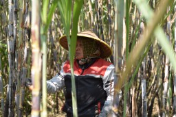PTPN I Regional 5 Kebun Kalitelepak Raih Peningkatan Produksi Tebu 31% untuk Dukung Swasembada Gula 2028