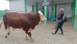 Ratusan Sapi, Kambing dan Domba Ikuti Kontes Hewan Ternak Dinas Peternakan dan Perikanan Kab. Bojonegoro