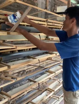 Peternak Burung Puyuh di Bojonegoro Merugi Gegara Penyakit IB