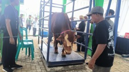Puluhan Sapi di Bojonegoro Terkena Virus PMK, Disnakan Kirim Sampel Lendir ke Pusvetma